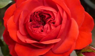 月季花品种 月季花品种