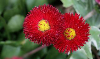 意大利国花 意大利国花