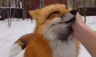 网红狐狸死在雪地里 网红狐狸死在雪地里